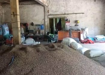 Harga Kopi Seluma Anjlok ke Rp56 Ribu, Ini Pemicu Utamanya