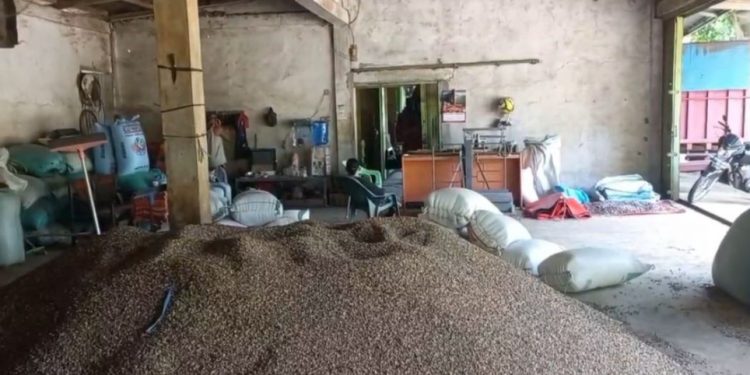 Harga Kopi Seluma Anjlok ke Rp56 Ribu, Ini Pemicu Utamanya