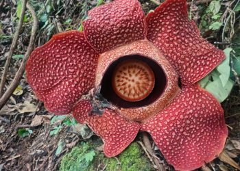 Empat Mahasiswa Terjebak Arus di Air Terjun Paliak, Evakuasi Dramatis