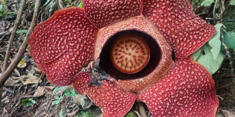 Empat Mahasiswa Terjebak Arus di Air Terjun Paliak, Evakuasi Dramatis