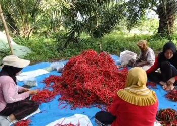 Dampak Banjir Sumbar, Harga Cabai Naik Drastis: Petani Raup Untung hingga 1,5 Ton Panen