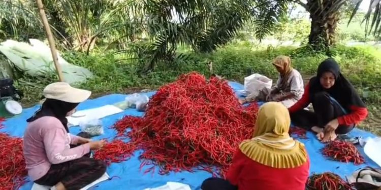 Dampak Banjir Sumbar, Harga Cabai Naik Drastis: Petani Raup Untung hingga 1,5 Ton Panen