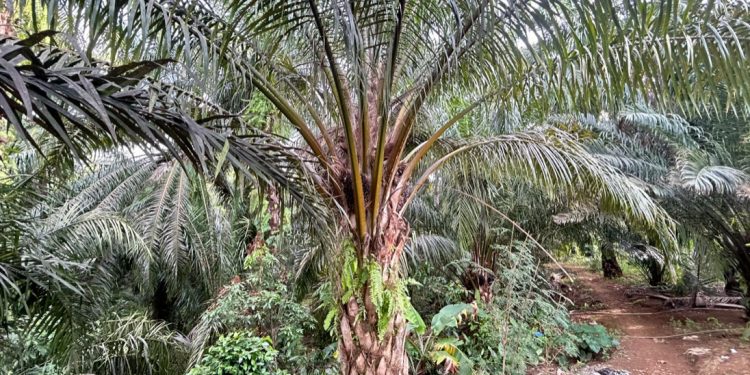 Harga Sawit Stagnan di November, Distan Mukomuko Ungkap Penyebabnya