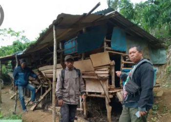 Ternak Warga Dimangsa Harimau, BKSDA Intensifkan Patroli di Lebong Utara