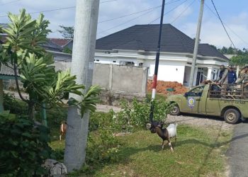 Ternak Berkeliaran Akan Ditindak! Pemkab Kaur Terapkan Denda Rp2 Juta Mulai 2026