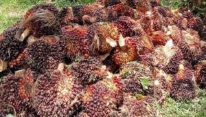 Harga TBS Sawit di Mukomuko Turun Jelang Tutup Tahun 2025, Distan Ungkap Faktor Penyebabnya