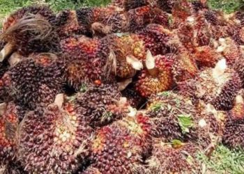 Harga TBS Sawit di Mukomuko Turun Jelang Tutup Tahun 2025, Distan Ungkap Faktor Penyebabnya