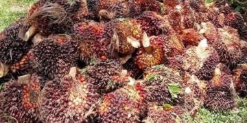 Harga TBS Sawit di Mukomuko Turun Jelang Tutup Tahun 2025, Distan Ungkap Faktor Penyebabnya