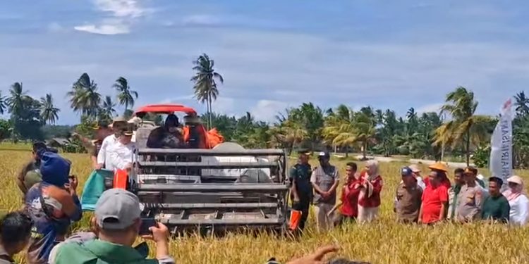 Genjot Ketahanan Pangan, Bengkulu Selatan Siap Terapkan Panen Padi Tiga Kali Setahun