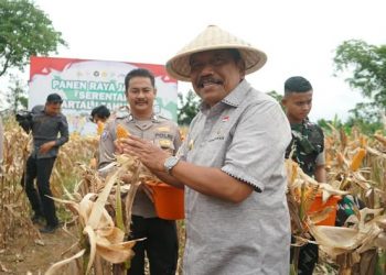 Panen Jagung Serentak Bengkulu Perkuat Swasembada Pangan