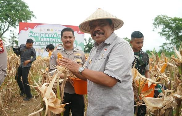 Panen Jagung Serentak Bengkulu Perkuat Swasembada Pangan