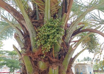 Ditanam Sejak 2020, Pohon Kurma di Masjid Agung Kepahiang Akhirnya Berbuah