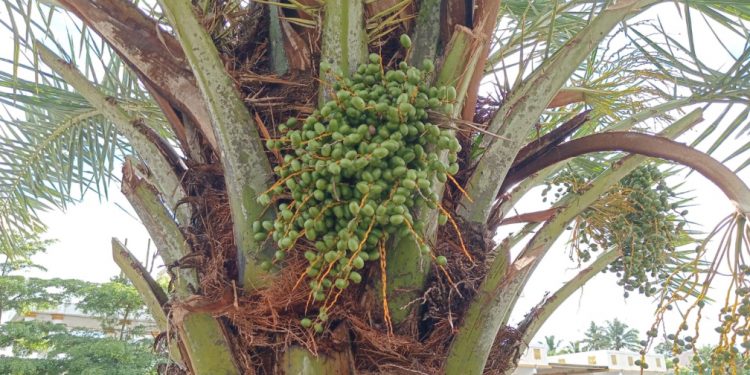 Ditanam Sejak 2020, Pohon Kurma di Masjid Agung Kepahiang Akhirnya Berbuah