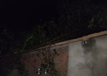 Hujan dan Angin Kencang, 3 Titik Pohon Tumbang di Bengkulu Selatan