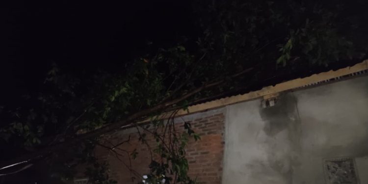 Hujan dan Angin Kencang, 3 Titik Pohon Tumbang di Bengkulu Selatan