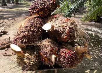 Harga TBS Sawit di Mukomuko Menguat, Distan Ungkap Daftar Terbaru 11 Pabrik