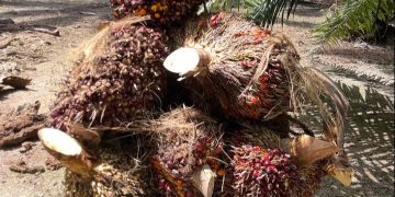 Harga TBS Sawit di Mukomuko Menguat, Distan Ungkap Daftar Terbaru 11 Pabrik