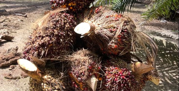 Harga TBS Sawit di Mukomuko Menguat, Distan Ungkap Daftar Terbaru 11 Pabrik