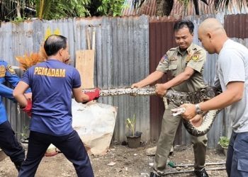 Ular Piton Masuk Kandang Ayam Warga Manna, Damkar Bengkulu Selatan Turun Tangan