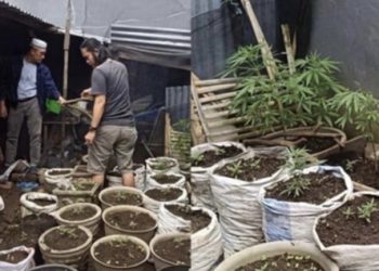 Terungkap Kebun Ganja di Curup Utara, Polisi Buru Jaringan Besar