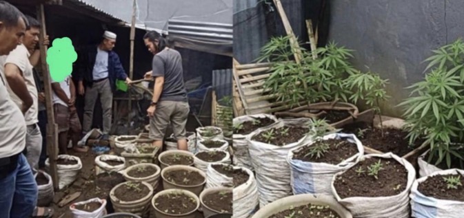 Terungkap Kebun Ganja di Curup Utara, Polisi Buru Jaringan Besar