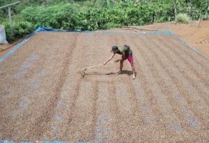 Produktivitas Kopi Kepahiang Digenjot, Dinas Pertanian Luncurkan Sertifikasi Benih Unggulan