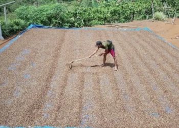 Produktivitas Kopi Kepahiang Digenjot, Dinas Pertanian Luncurkan Sertifikasi Benih Unggulan