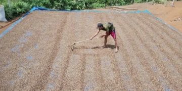 Produktivitas Kopi Kepahiang Digenjot, Dinas Pertanian Luncurkan Sertifikasi Benih Unggulan