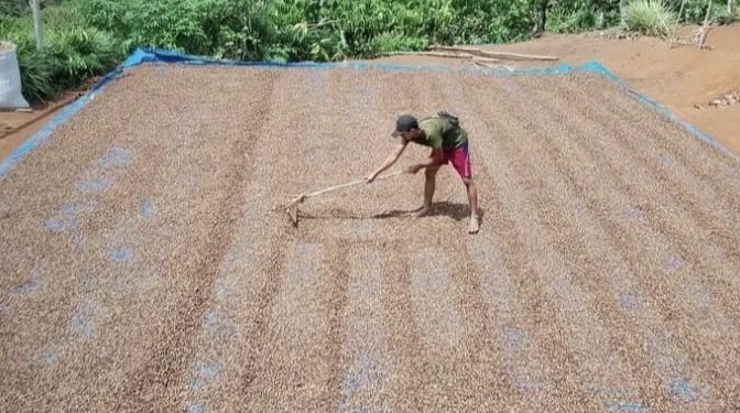 Produktivitas Kopi Kepahiang Digenjot, Dinas Pertanian Luncurkan Sertifikasi Benih Unggulan