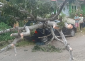 Angin Kencang Tumbangkan Pohon, Avanza Nyaris Gepeng di Depan SDN 56 Pagar Dewa