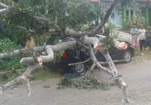 Angin Kencang Tumbangkan Pohon, Avanza Nyaris Gepeng di Depan SDN 56 Pagar Dewa