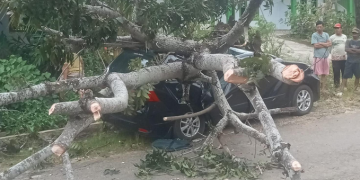 Angin Kencang Tumbangkan Pohon, Avanza Nyaris Gepeng di Depan SDN 56 Pagar Dewa