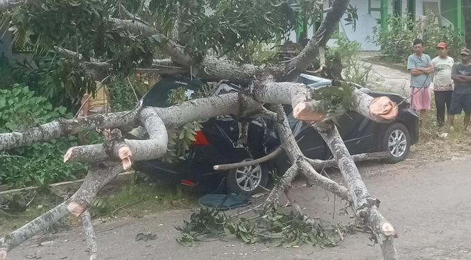 Angin Kencang Tumbangkan Pohon, Avanza Nyaris Gepeng di Depan SDN 56 Pagar Dewa