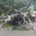 Angin Kencang Tumbangkan Pohon, Avanza Nyaris Gepeng di Depan SDN 56 Pagar Dewa